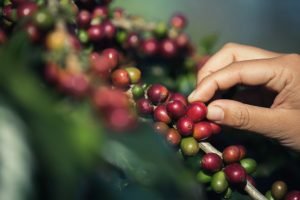 hands picking coffee beans from coffee tree